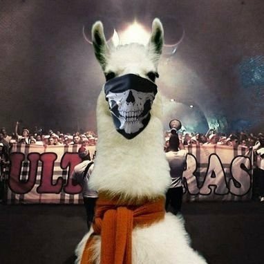 pan Lama 🦙